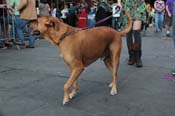 Mystic-Krewe-of-Barkus-2013-1407