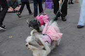 Mystic-Krewe-of-Barkus-2013-1422