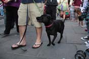 Mystic-Krewe-of-Barkus-2013-1427