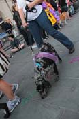 Mystic-Krewe-of-Barkus-2013-1459