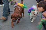 Mystic-Krewe-of-Barkus-2013-1466