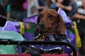 Mystic-Krewe-of-Barkus-2013-1469