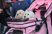 Mystic-Krewe-of-Barkus-2013-1470