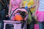 Mystic-Krewe-of-Barkus-2013-1481