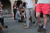 Mystic-Krewe-of-Barkus-2013-1498