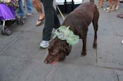 Mystic-Krewe-of-Barkus-2013-1529