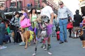 Mystic-Krewe-of-Barkus-2013-1540