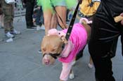 Mystic-Krewe-of-Barkus-2013-1553