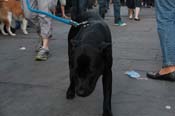 Mystic-Krewe-of-Barkus-2013-1600