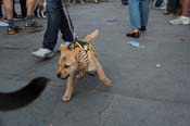 Mystic-Krewe-of-Barkus-2013-1601