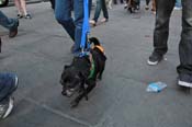 Mystic-Krewe-of-Barkus-2013-1614