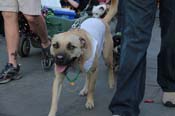 Mystic-Krewe-of-Barkus-2013-1617