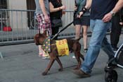 Mystic-Krewe-of-Barkus-2013-1622