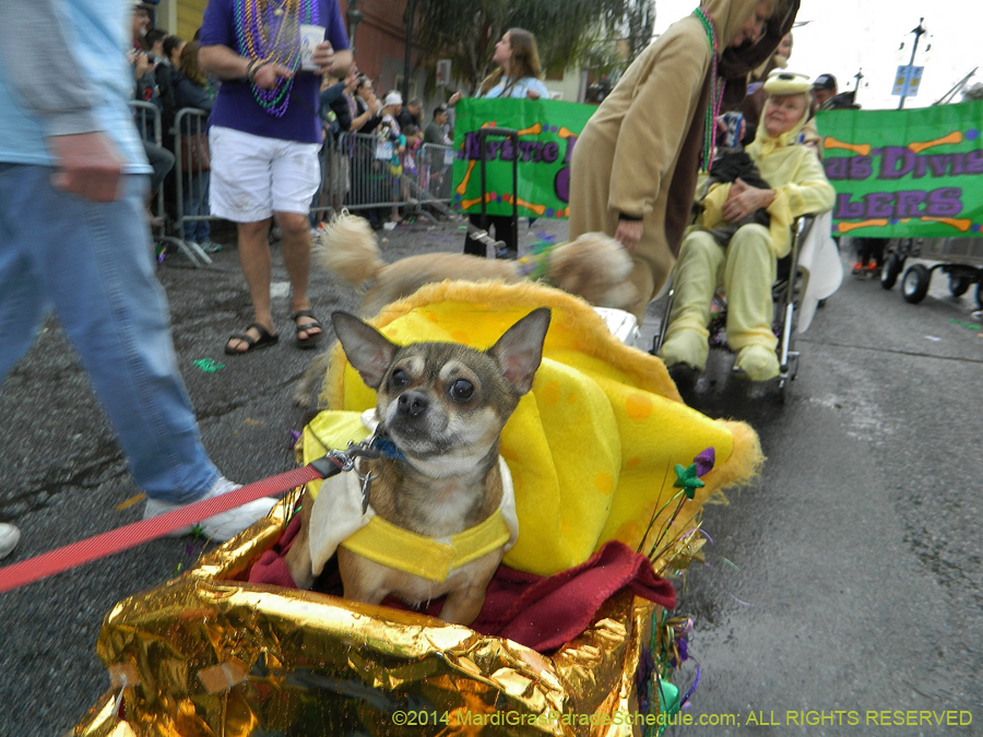 2014-Krewe-of-Barkus-11156