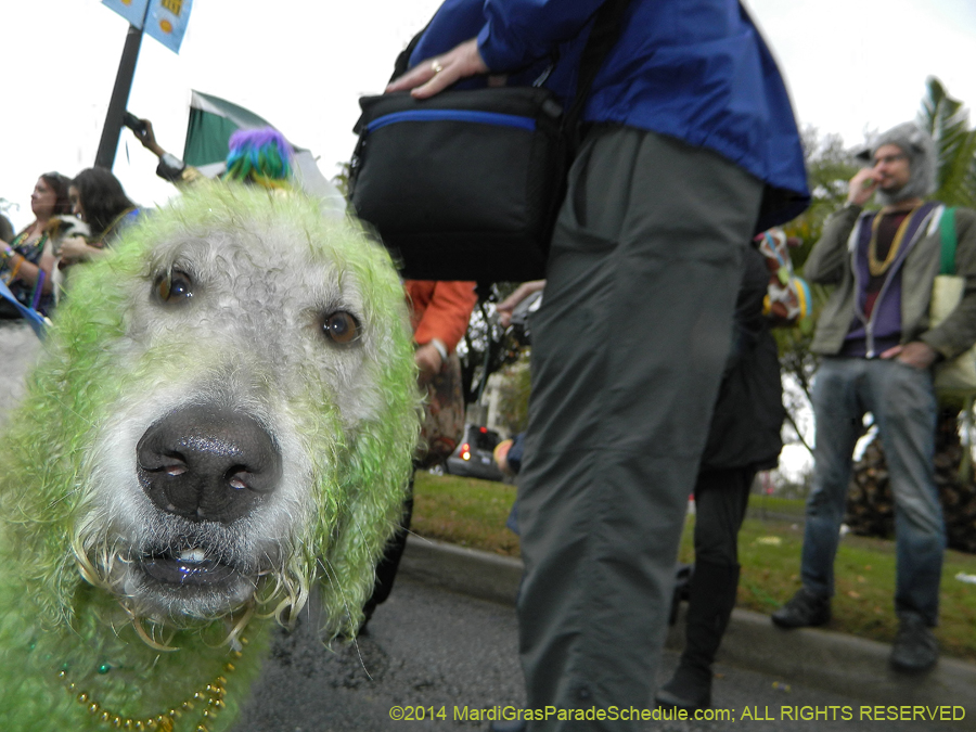 2014-Krewe-of-Barkus-11164