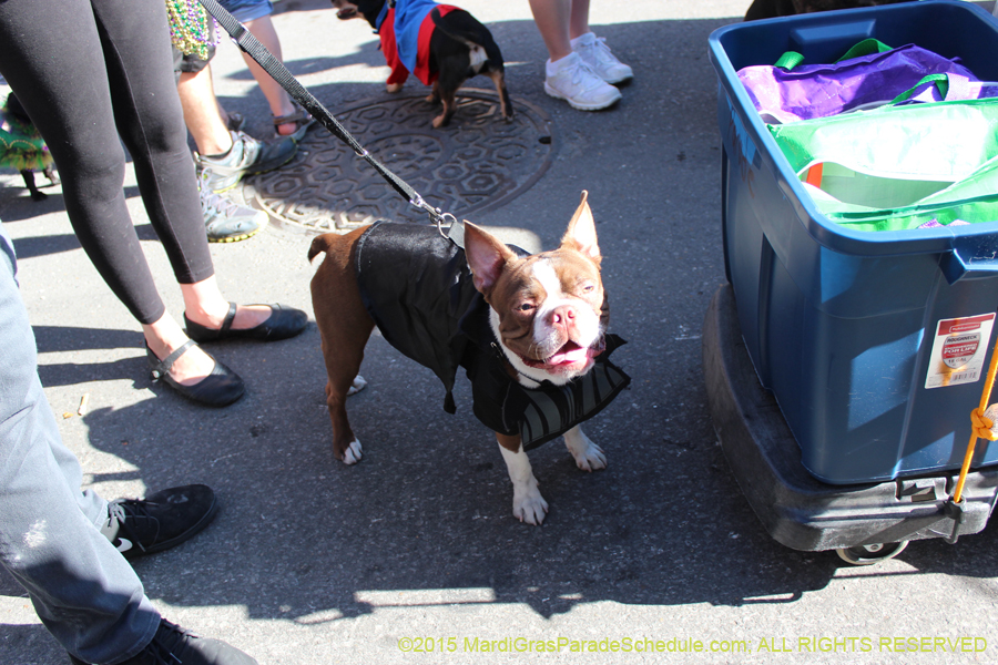 Mystic-Krewe-of-Barkus-2015-13001