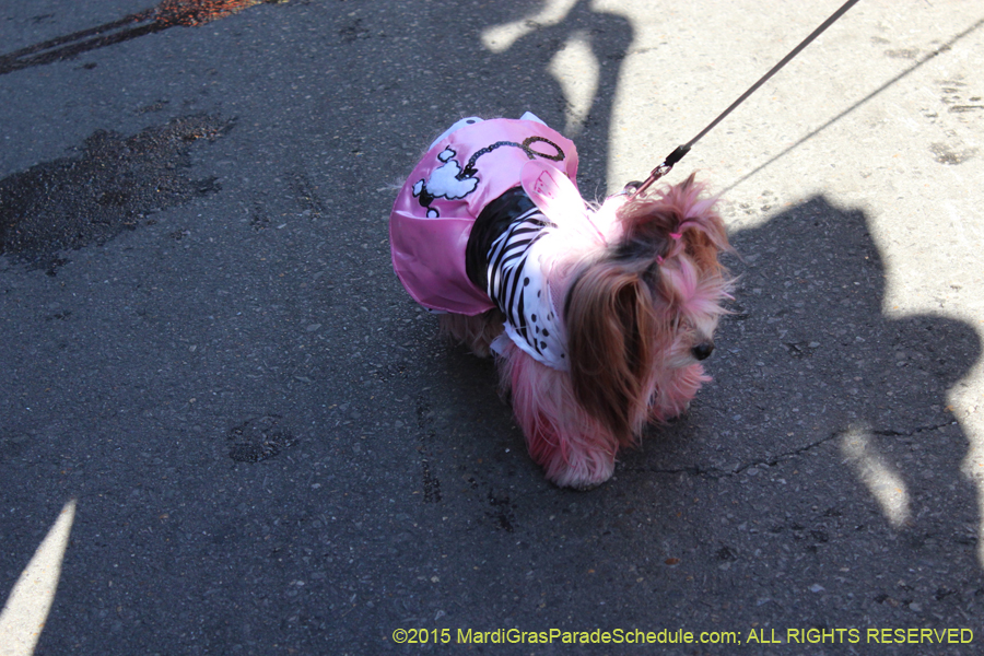 Mystic-Krewe-of-Barkus-2015-13046