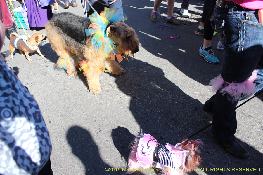 Mystic-Krewe-of-Barkus-2015-13047