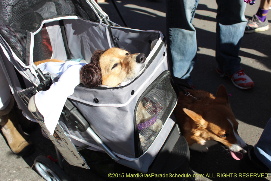 Mystic-Krewe-of-Barkus-2015-13053