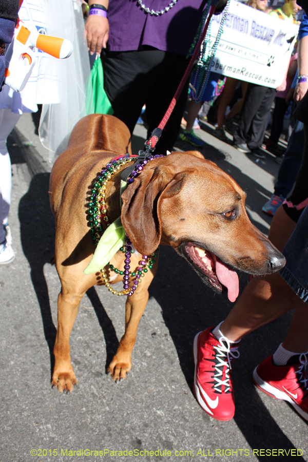 Mystic-Krewe-of-Barkus-2015-13056