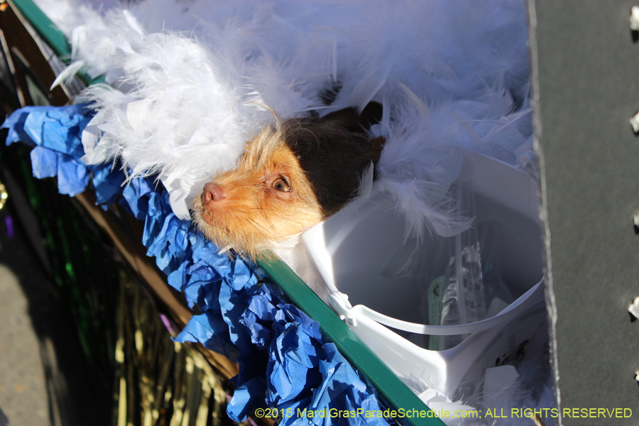 Mystic-Krewe-of-Barkus-2015-13059