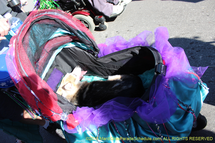 Mystic-Krewe-of-Barkus-2015-13060