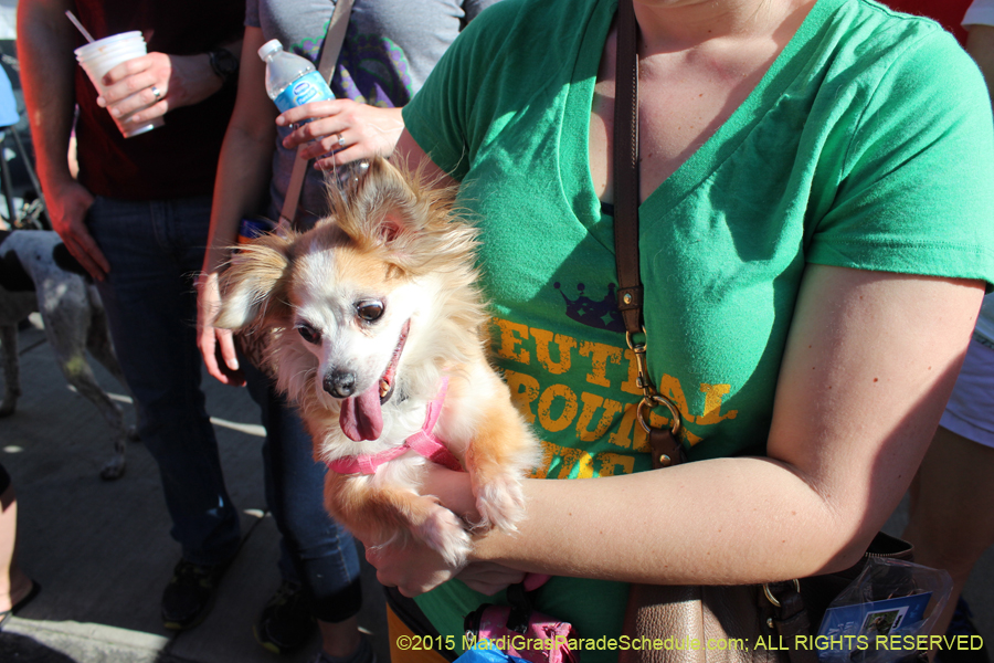 Mystic-Krewe-of-Barkus-2015-13071