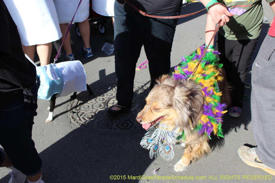 Mystic-Krewe-of-Barkus-2015-13099