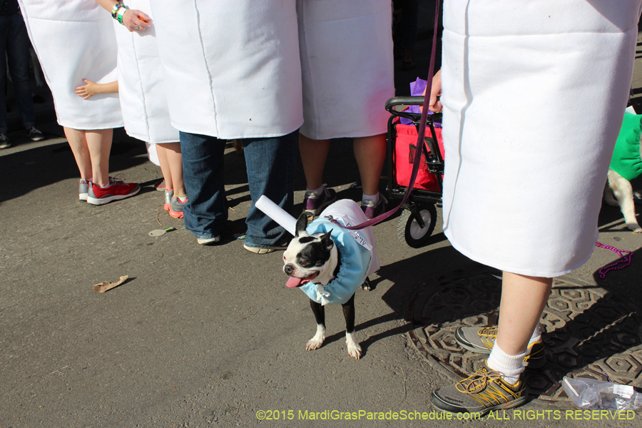 Mystic-Krewe-of-Barkus-2015-13100