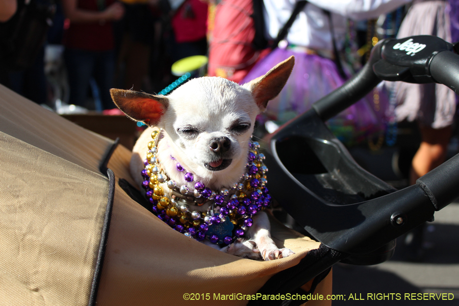 Mystic-Krewe-of-Barkus-2015-13112