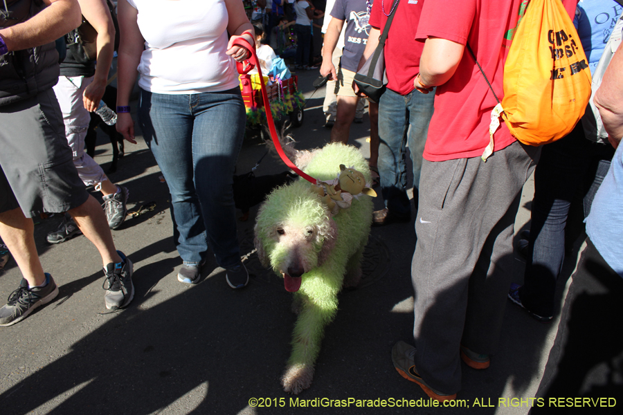 Mystic-Krewe-of-Barkus-2015-13117