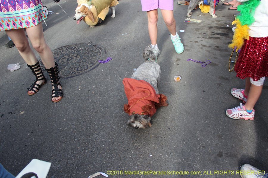 Mystic-Krewe-of-Barkus-2015-13139