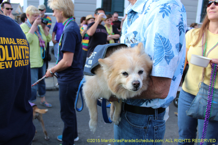 Mystic-Krewe-of-Barkus-2015-13181