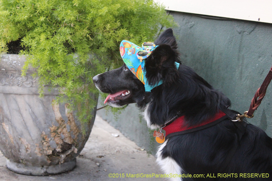 Mystic-Krewe-of-Barkus-2015-13192