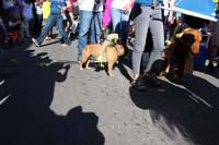 Mystic-Krewe-of-Barkus-2015-13049