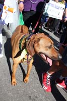 Mystic-Krewe-of-Barkus-2015-13056