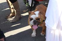 Mystic-Krewe-of-Barkus-2015-13109