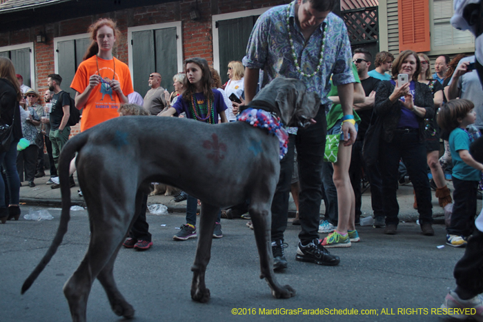 2016-Mystic-Krewe-of-Barkus-004650