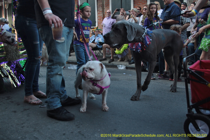 2016-Mystic-Krewe-of-Barkus-004652