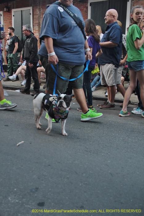 2016-Mystic-Krewe-of-Barkus-004660