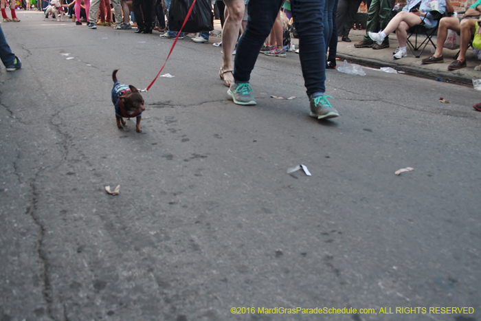 2016-Mystic-Krewe-of-Barkus-004663