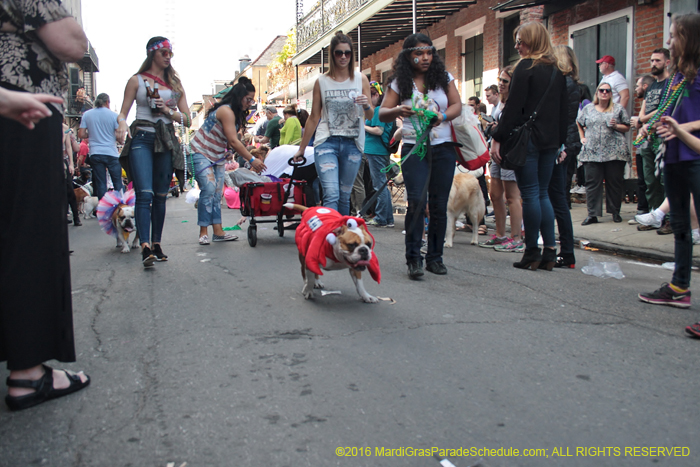 2016-Mystic-Krewe-of-Barkus-004672