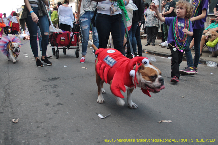 2016-Mystic-Krewe-of-Barkus-004673