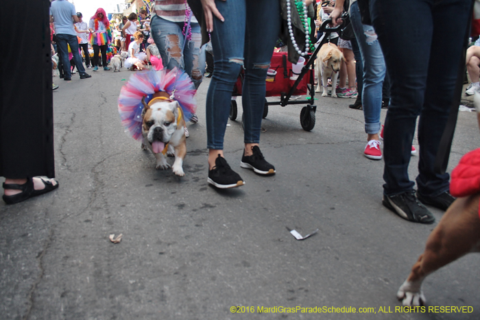 2016-Mystic-Krewe-of-Barkus-004675