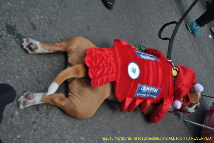 2016-Mystic-Krewe-of-Barkus-004685