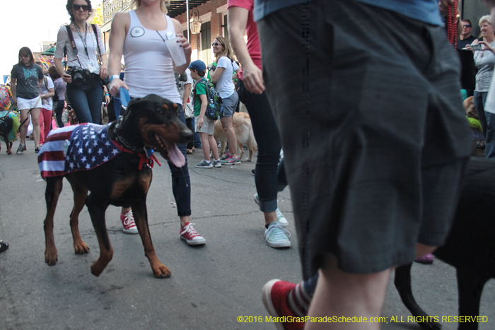 2016-Mystic-Krewe-of-Barkus-004693