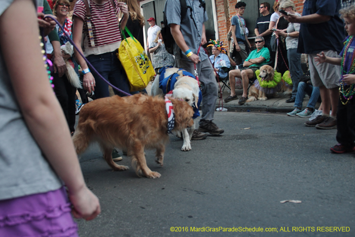 2016-Mystic-Krewe-of-Barkus-004761