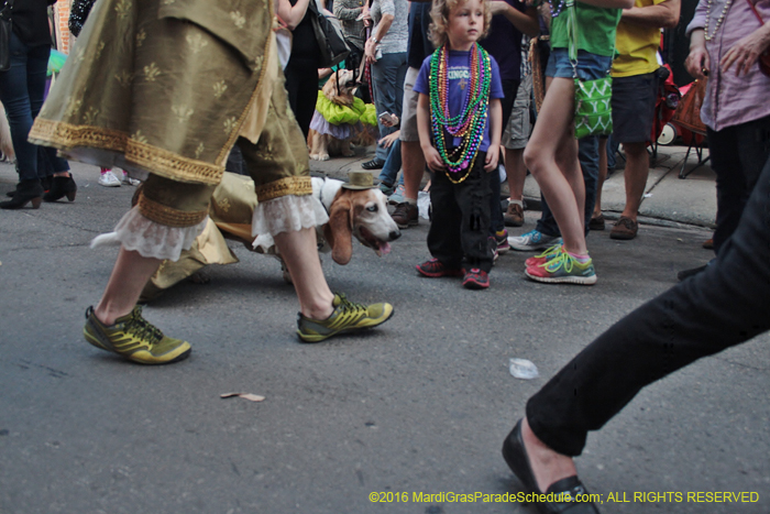 2016-Mystic-Krewe-of-Barkus-004767