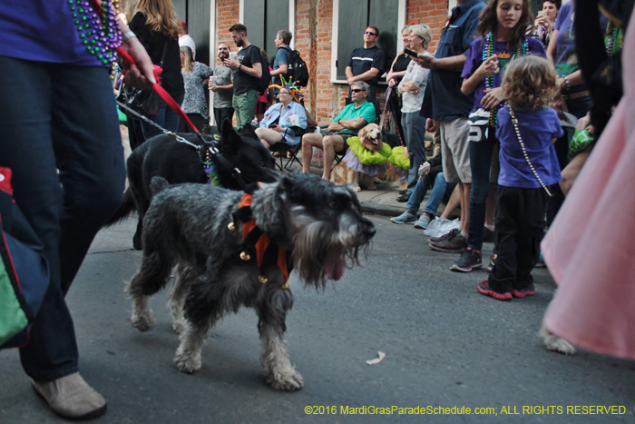 2016-Mystic-Krewe-of-Barkus-004774