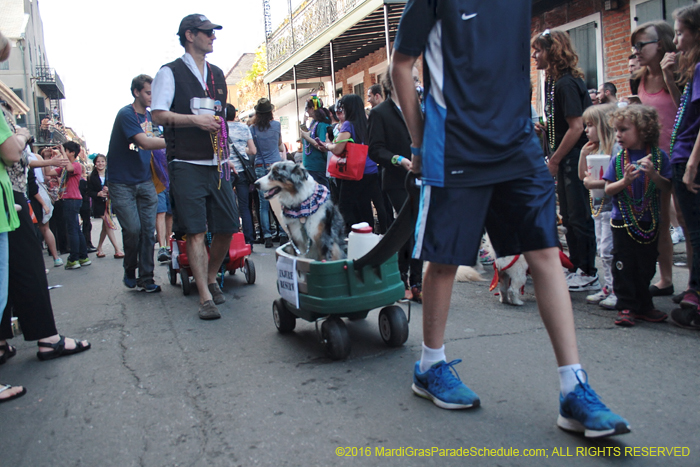 2016-Mystic-Krewe-of-Barkus-004818